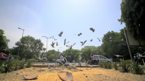 flock of pigeons startled by indian intersection