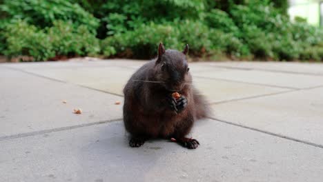 Süßes-Schwarzes-Eichhörnchen,-Das-Nüsse-Im-Hinterhof-Isst