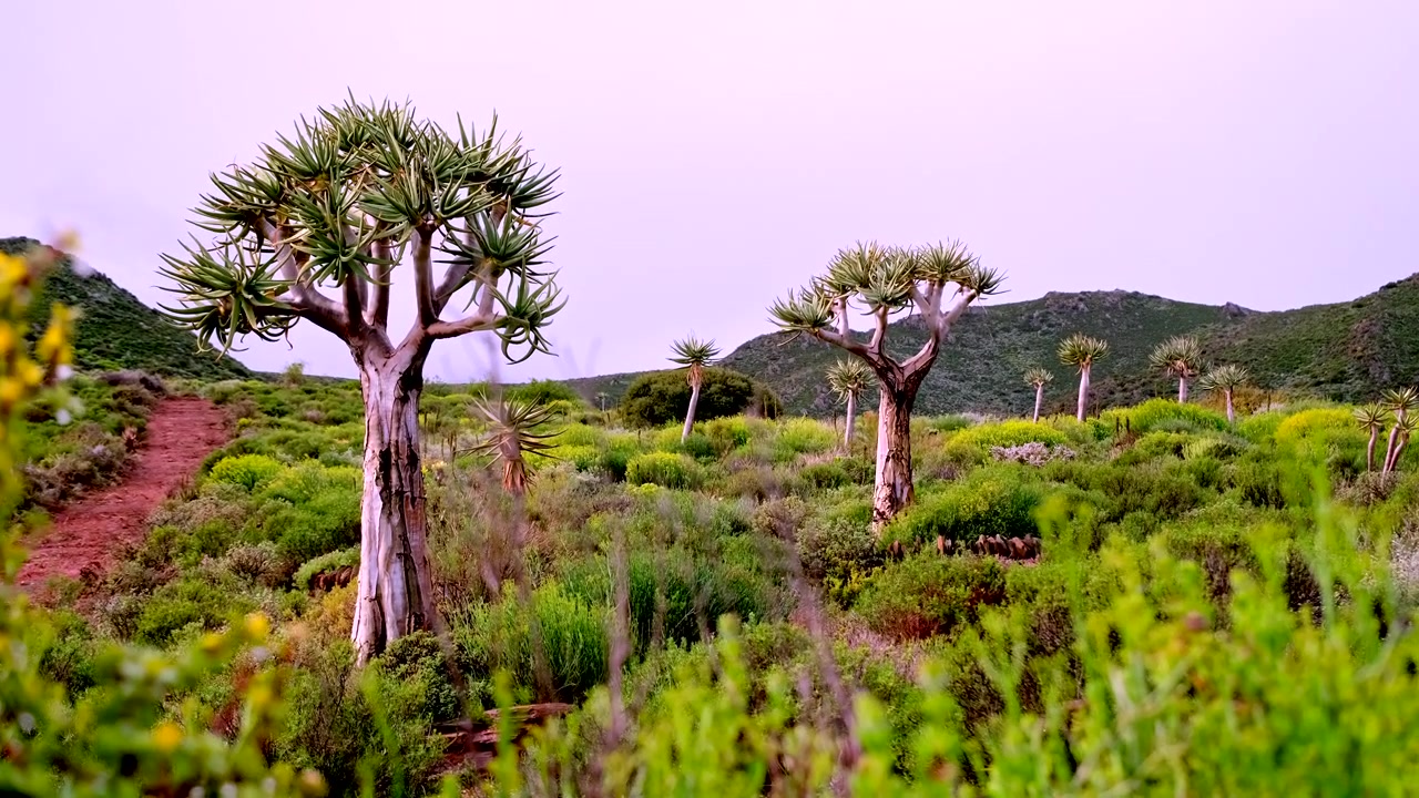 Una ripresa in tilt-up rivela gli iconici Quiver Tree succulenti in un paesaggio semi-desertico.