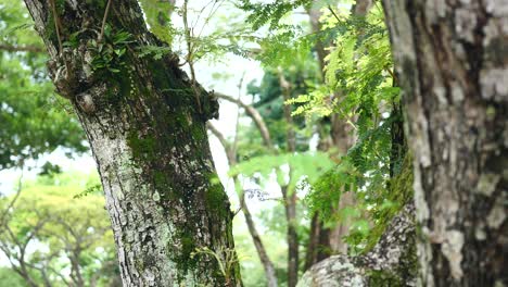 close-up of tree trunk with moss and foliage
