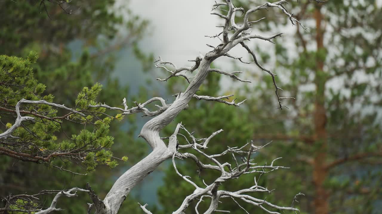 Close-up of a Dead Tree Branch Among Green Pine Trees
