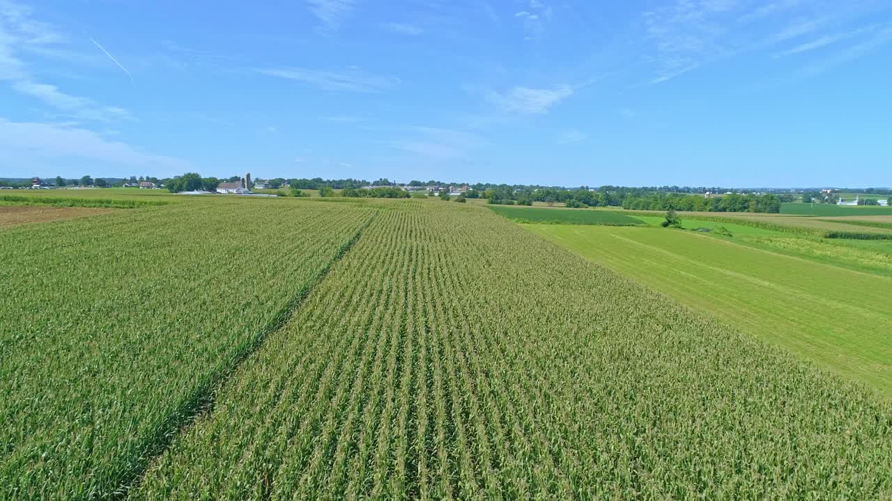 Aerial View of Traveling Along Rows of Green Corn Fields on a Sunny Summer Day
