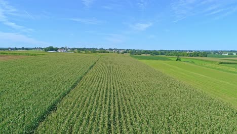 Vista-Aérea-De-Viajar-A-Lo-Largo-De-Hileras-De-Campos-De-Maíz-Verde-En-Un-Día-Soleado-De-Verano