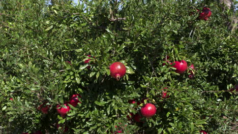 zooming-in-from-a-pomegranate-bush-to-a