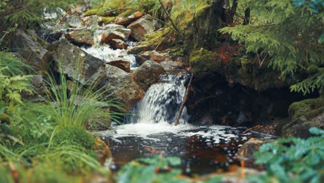 Una-Pequeña-Cascada-En-El-Arroyo-Poco-Profundo-En-El-Exuberante-Bosque-Verde-De-Verano