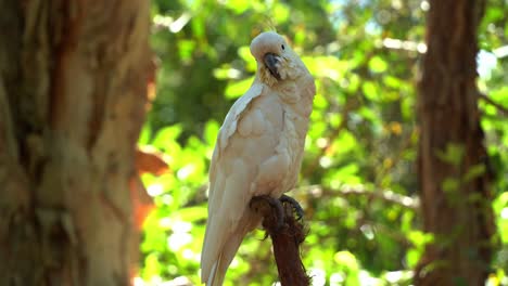 hochintelligenter schwefelhaubenkakadu, gefleckter cacatua galerita, der in einem bewaldeten lebensraum vor wunderschönem grünen laub unter hellem sonnenlicht hockt, nahaufnahme