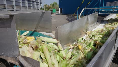 carga de maíz de un camión que se mueve a lo largo de una cinta transportadora en una fábrica de procesamiento de alimentos