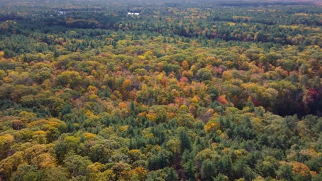 a dense forest with colorful autumn foliage spreading across the landscape, aerial view