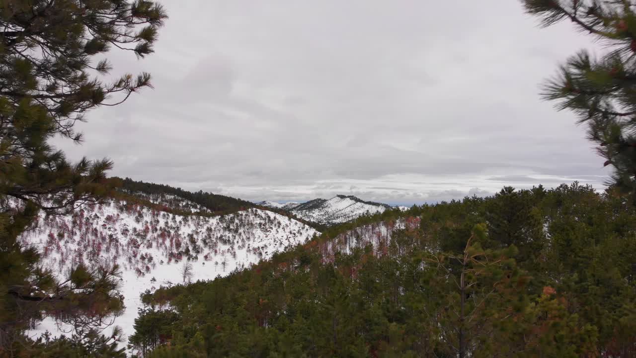 volando entre árboles en las montañas nevadas