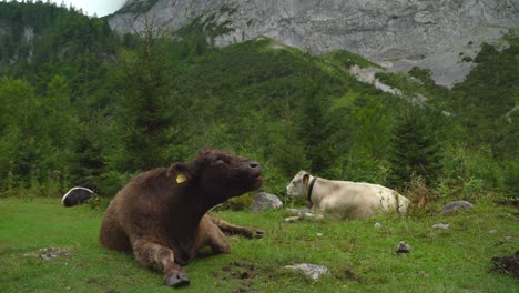 beautiful black and white alpine cows rest in gosausee forest