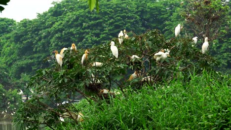 Colonias-De-Flamencos-Blancos-Alrededor-Del-Estanque