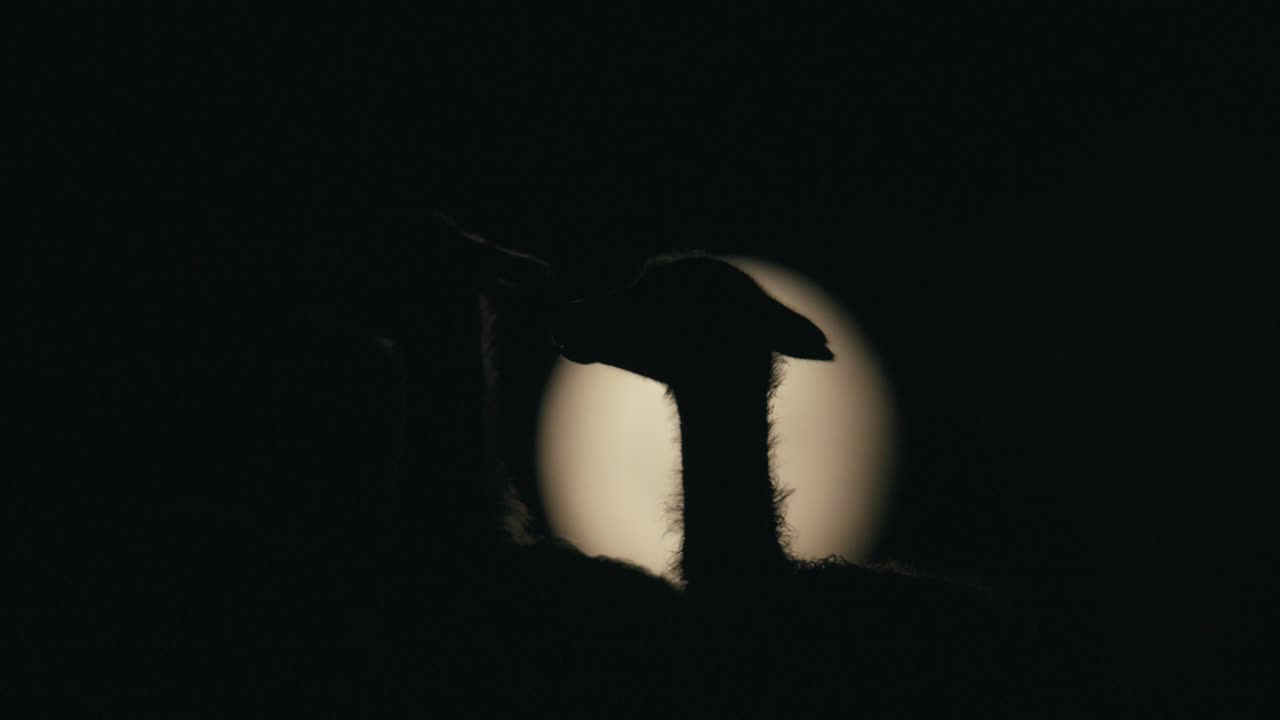 guanaco parado frente a la luna