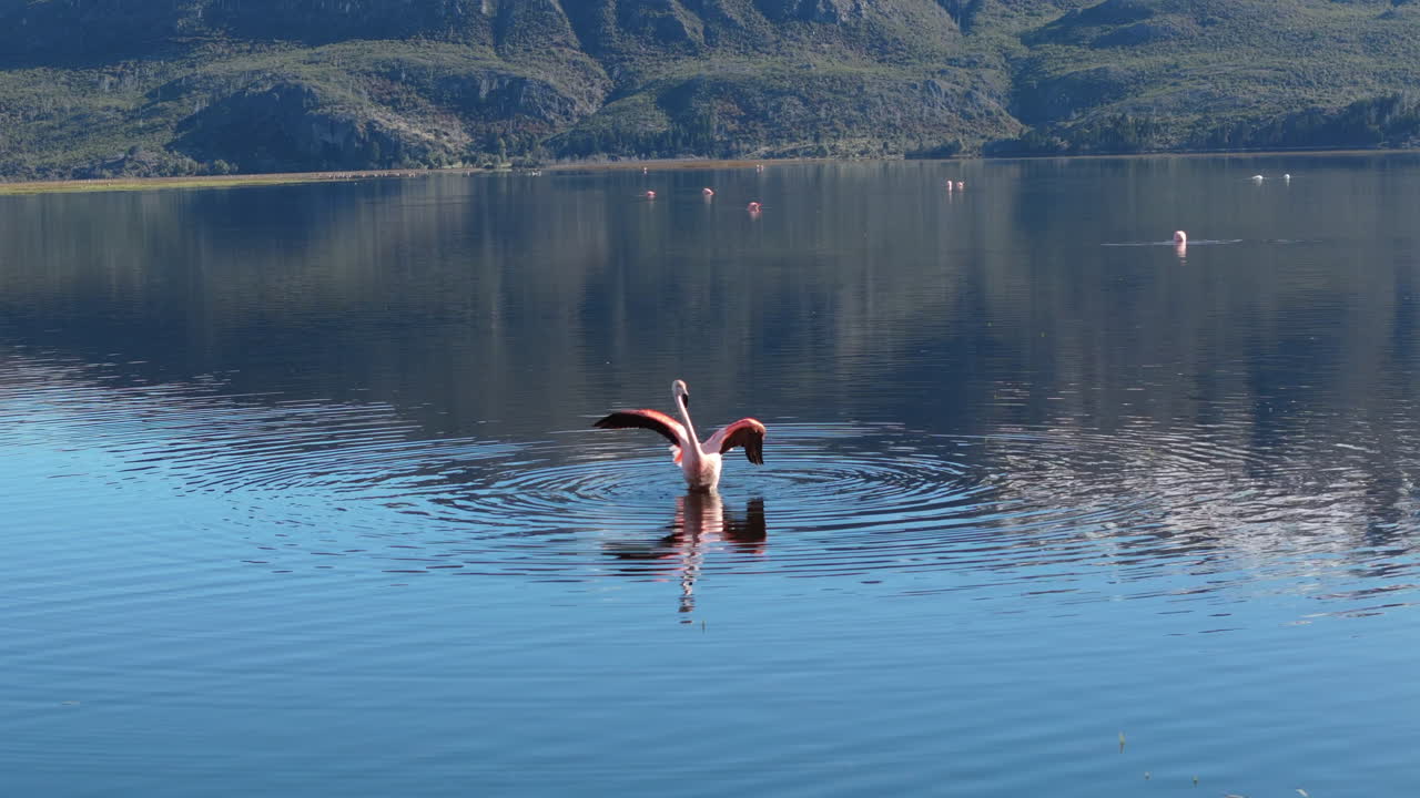 Graceful flamingo taking flight from a pristine lake in a picturesque landscape, Patagonia, Argentina.