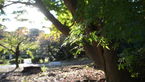 Hojas-De-Arce-Japonés-Balanceándose-En-La-Brisa-De-Verano-En-El-Jardín-Nacional-Shinjuku-Gyoen-En-Tokio,-Japón