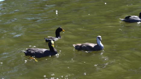 Handheld-panning-shot-of-coots-swimming-on-a-lake