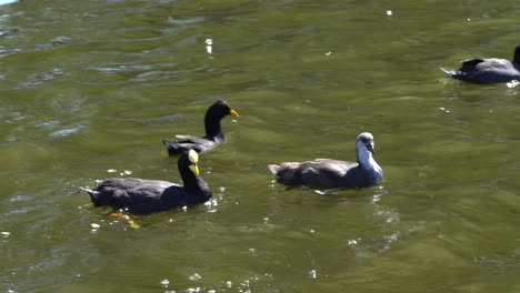 handheld panning shot of coots swimming on a lake
