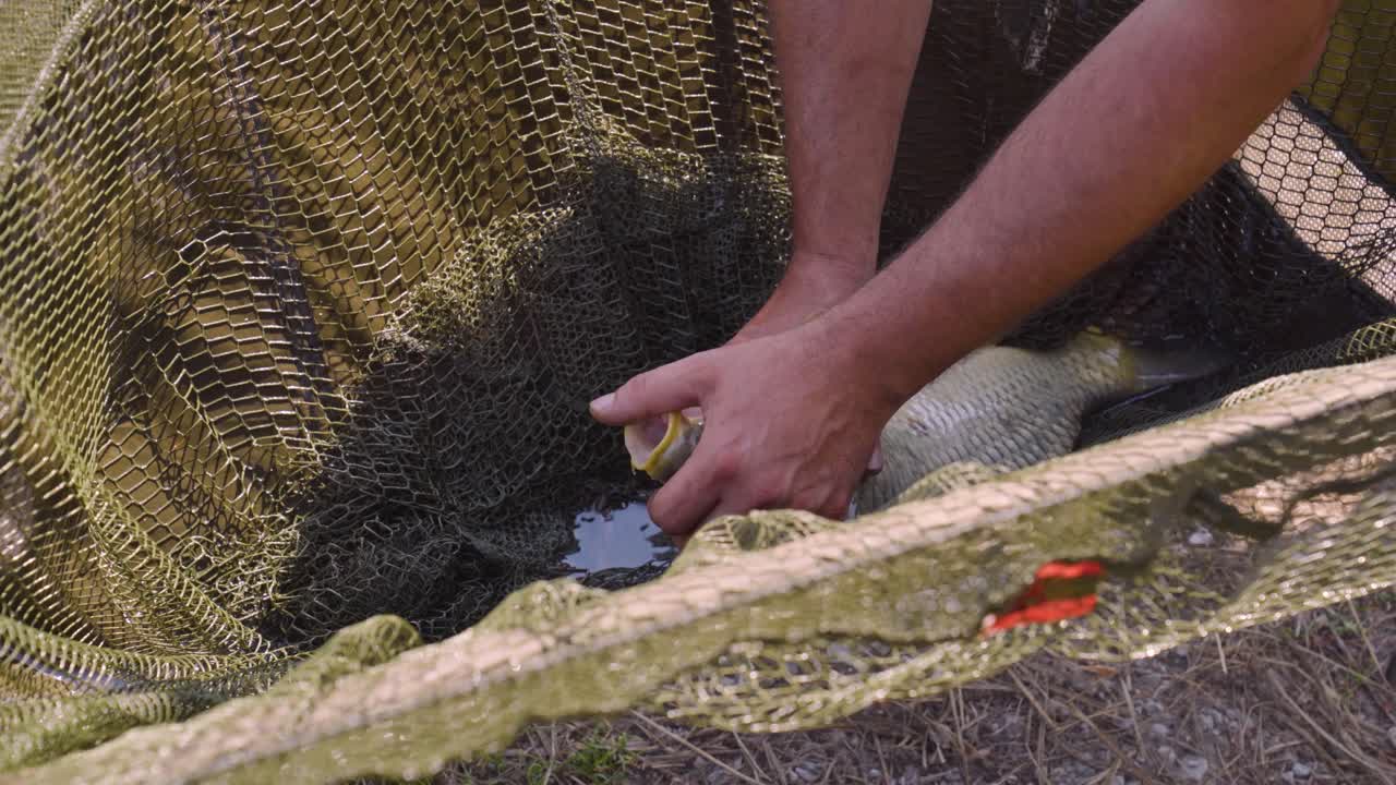 헝가리 바르보 근처에서 풀려나기 전에 잉어의 입에 뿌린 치유액