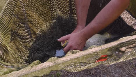 Healing-solution-sprayed-on-mouth-of-Carp-before-releasing,-near-Varbo,-Hungary