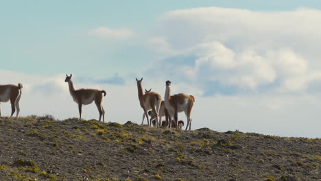 Los-Animales-Caminan-Juntos-En-La-Colina