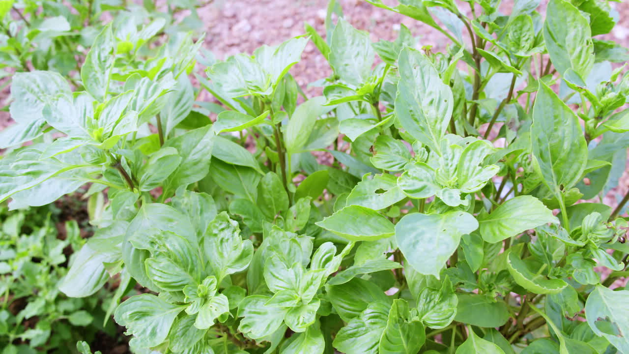 Explore beauty of thriving green plants in a natural outdoor setting