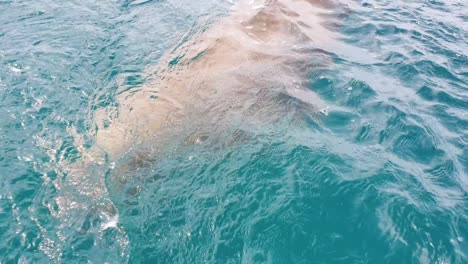 Large-dugong-sea-cow-in-ocean-swimming-up-to-a-local-fishing-boat-in-Alor-Island,-East-Nusa-Tenggara,-Indonesia