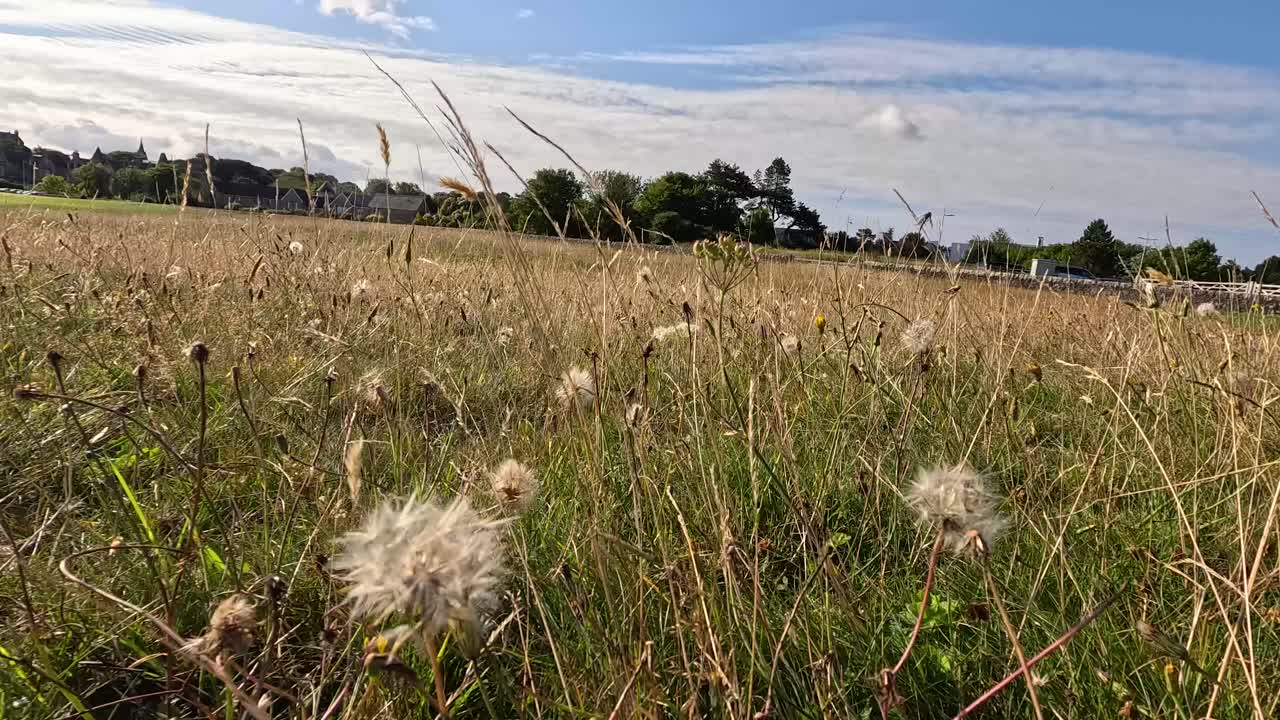 Low-angle camera pans across wildflower meadow under bright daylight, revealing grassland, flora, and distant trees