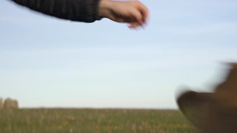 Curious-and-Playful-Cow-Gets-Scared-of-Human-Hand,-In-South-Sweden-Kåseberga-Near-Ales-Stenar