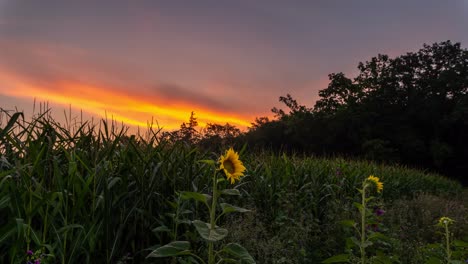 Zeitraffer-Eines-Sonnenaufgangs-Hinter-Sonnenblumen,-Der-Den-Himmel-Von-Violetten-Zu-Goldenen-Erleuchteten-Wolken-Verändert