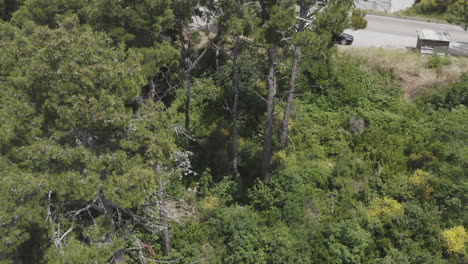 paisaje forestal con pinos y carretera