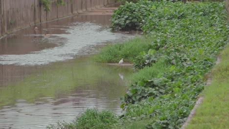 Kleiner-Reiher,-Der-In-Einem-Teichwasser-Steht