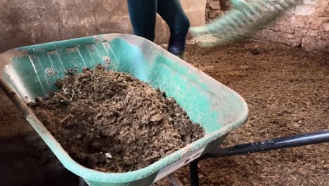 girl working in the stable loading a green wheelbarrow with horse feces and soil