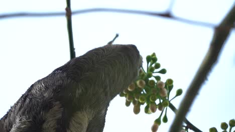 Weibliches-Haariges-Faultier,-Das-Pflanzen-Von-Zweigen-Hoch-Im-Dschungelbaum-Frisst,-Exotisches-Tier