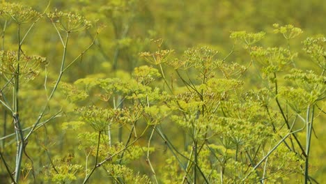 green-yellow flowers hogweed sway back and forth in the wind, sharp and out of focus