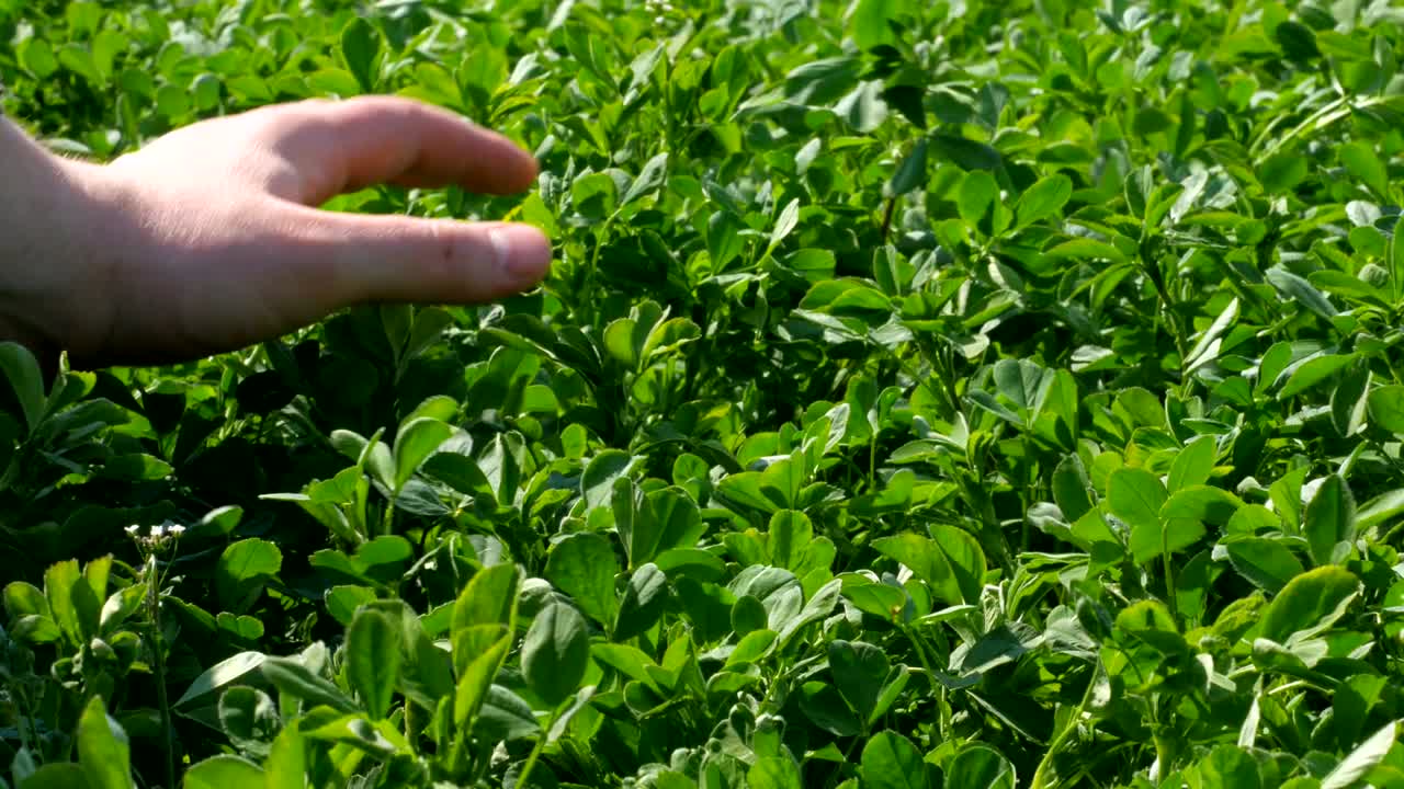 The farmer checks the harvest of the clover