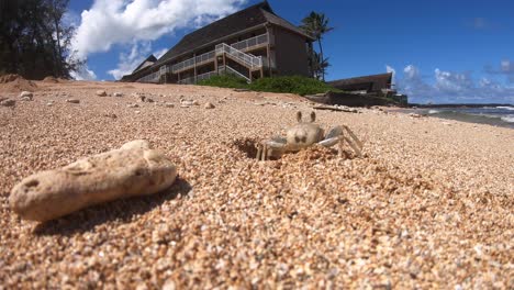 cangrejo fantasma pálido de kauai, vida silvestre del océano en hawai, cangrejos en la playa