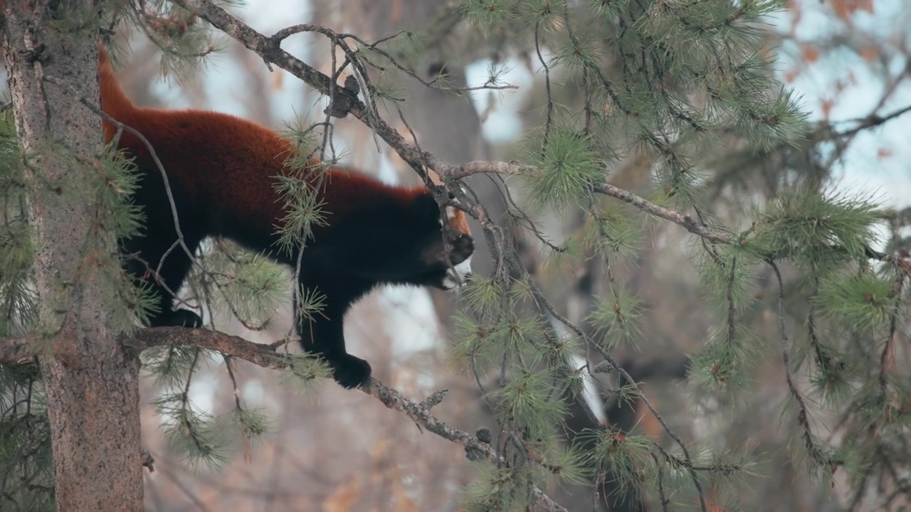 Panda rosso che si arrampica su un pino nel bosco