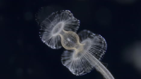 macro image of the marivorus ocean organism