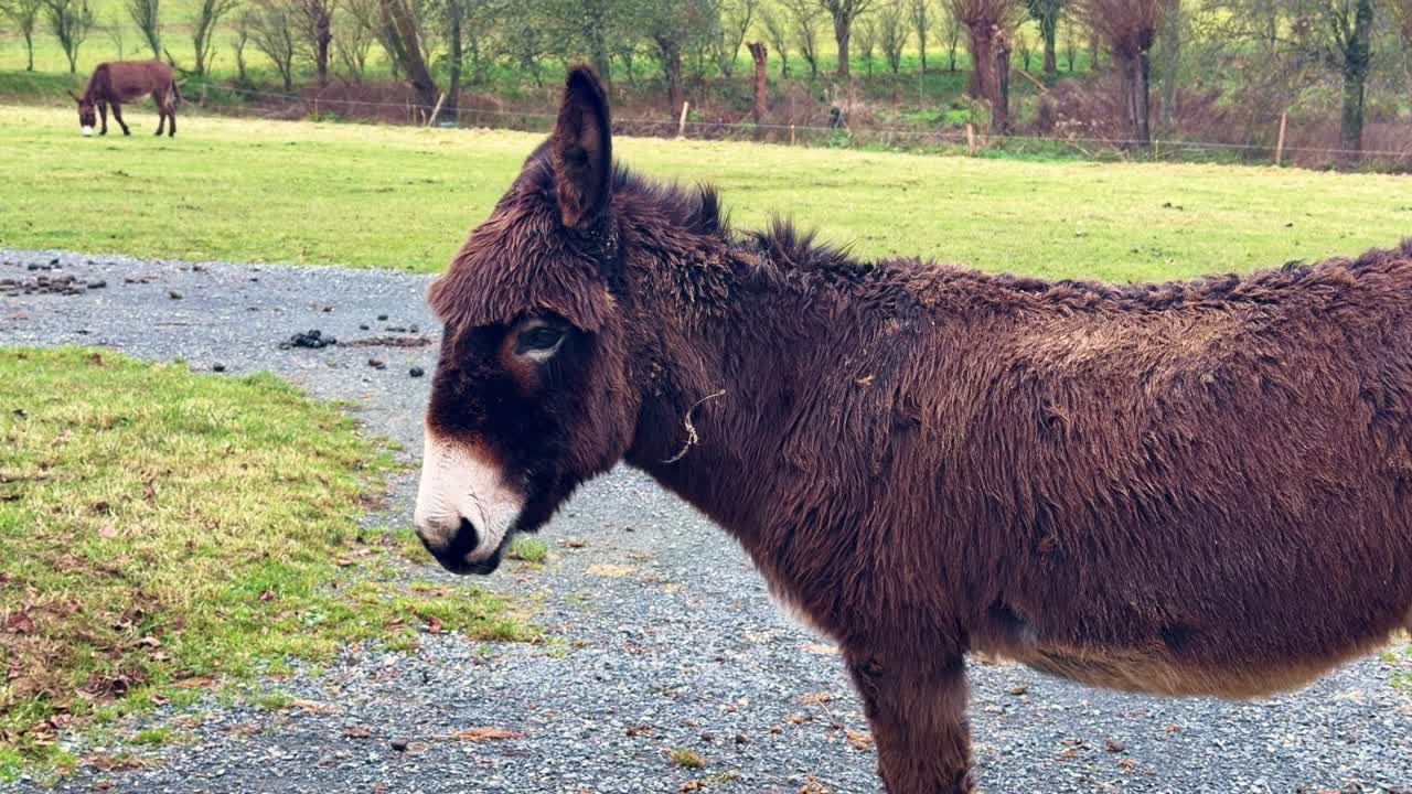 Ritratto di un asino marrone in piedi su un sentiero rurale con campo erboso e sfondo di campagna.