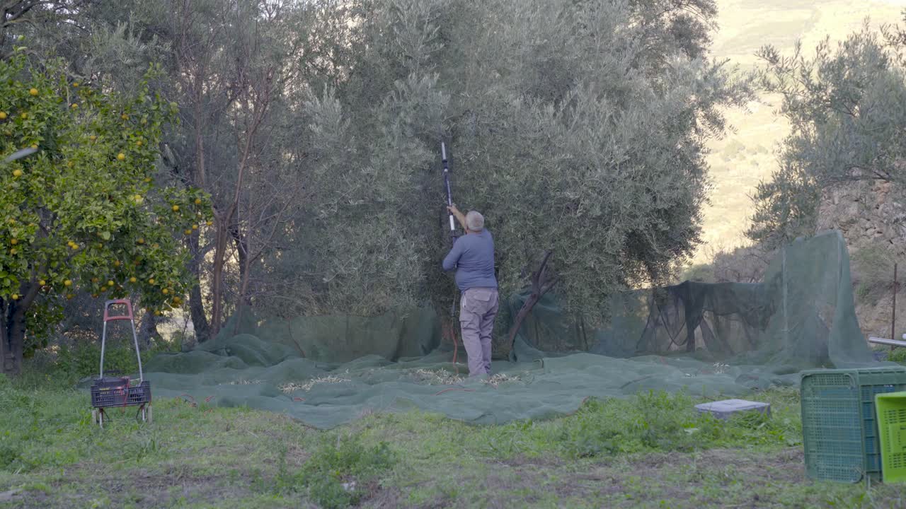 햇볕이 잘 드는 들판에서 손으로 올리브 나무를 수확하는 스페인 남자