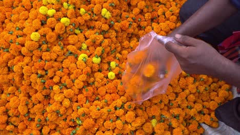 the collected marigold flowers are brought to the market for sale