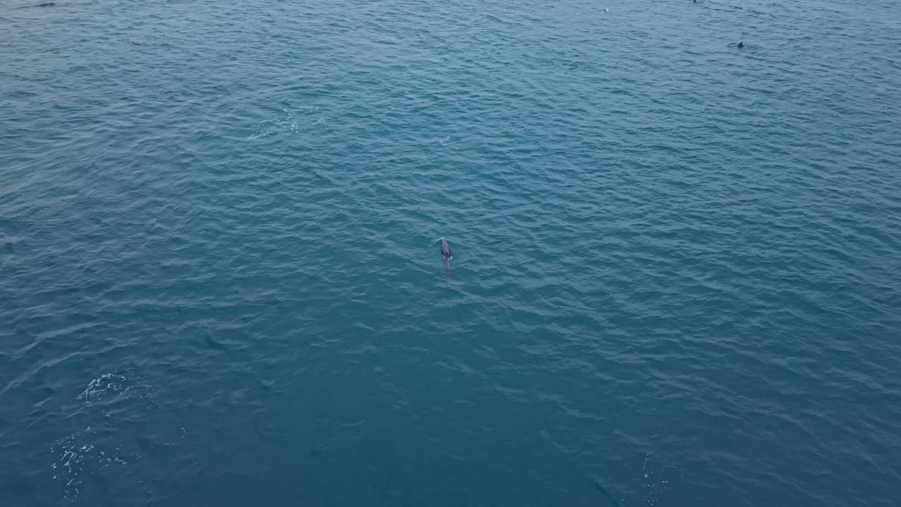 Serene sea view of dolphins on Santa Marianita Coastline