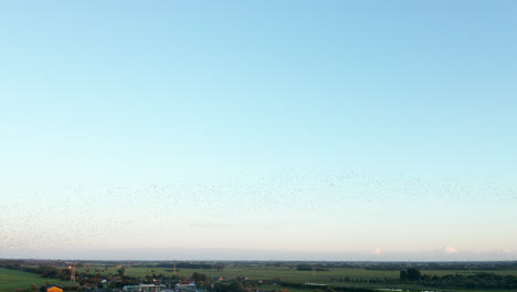 flock of birds fly in a whirling motion on the blue sky under the rural area in gouda, netherlands