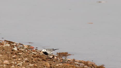 Fascinante-Toma-De-Seguimiento-De-La-Lavandera-Enmascarada-Mientras-Camina-Elegantemente-A-Lo-Largo-De-La-Orilla-Del-Río,-Calor-Seco-Del-Verano