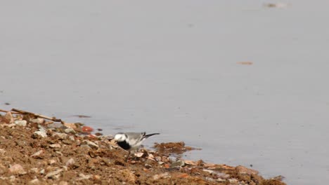 hipnotizante disparo de seguimiento de la cola enmascarada mientras camina elegantemente a lo largo de la orilla del río, el calor seco del verano