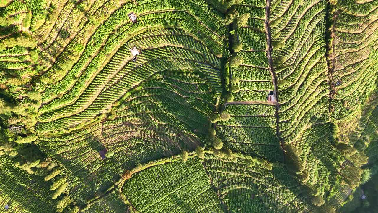 взгляд с воздуха на табачные плантации на склонах горы синдоро в индонезии