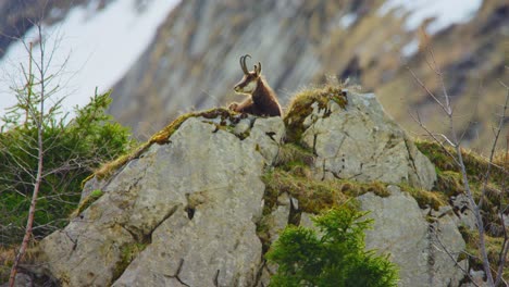 a chamois is lying on top of a big rock