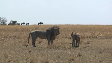 Löwe-Und-Löwin,-Die-Sich-Auf-Einer-Wiese-Umschauen