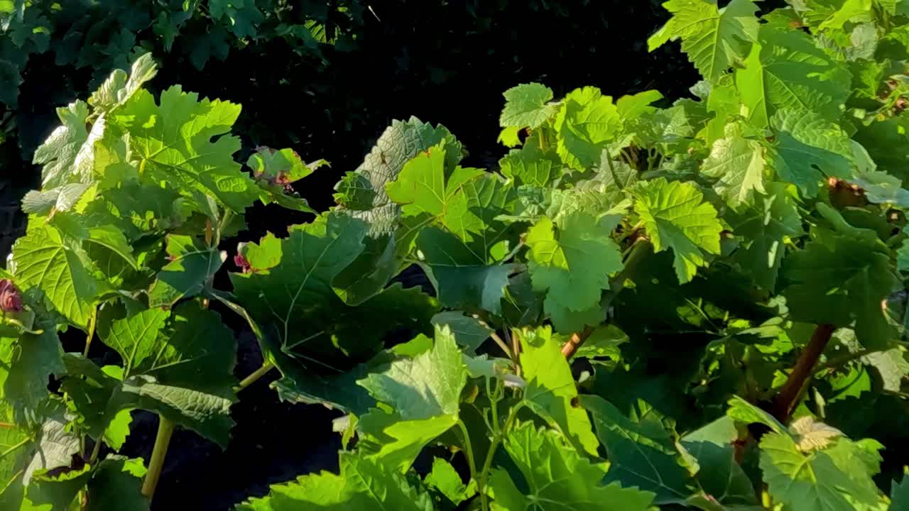 Bright sunlight illuminates lush green grape leaves in a vineyard, showcasing vibrant foliage and natural beauty.