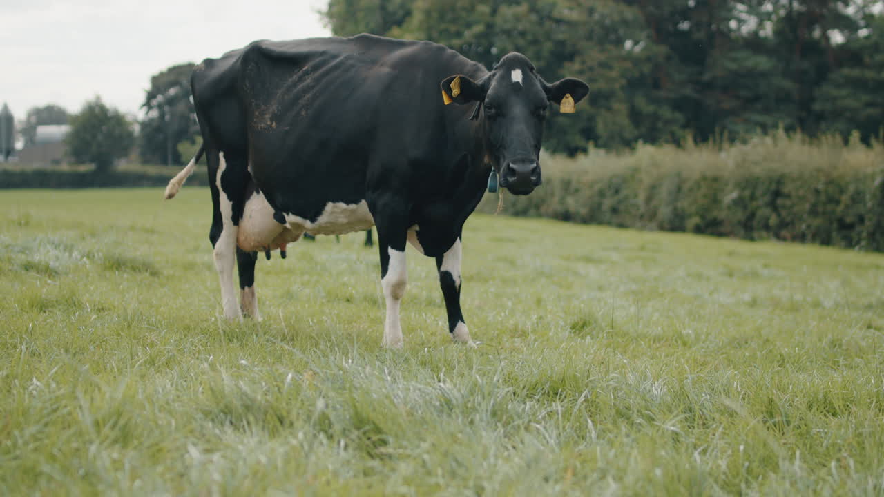 북아일랜드의 들판에서 풀을 뜯는 크고 강한 검은 소