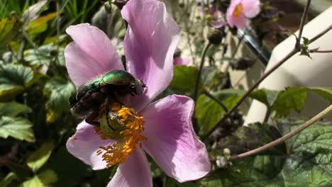 green chafer beetle sitting on a punk flower